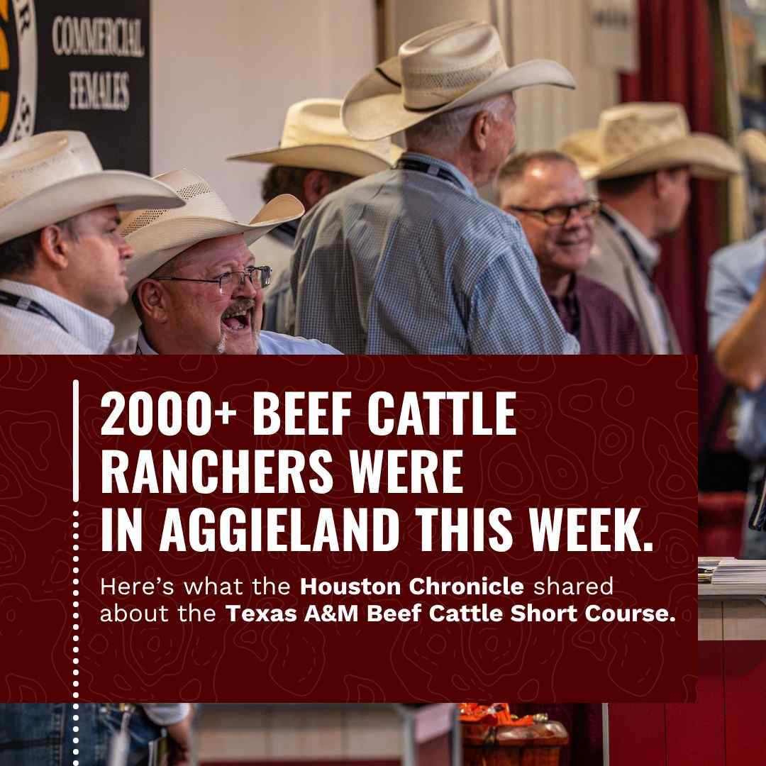 The Texas A&M Beef Cattle Short Course was featured by the Houston Chronicle