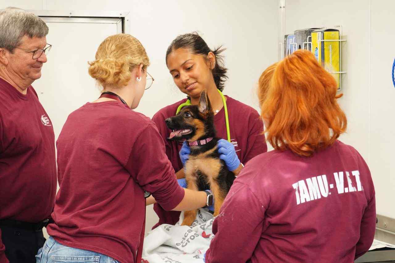 Texas A&M University-Kingsville counselors and veterinary technology students brought free mental health support