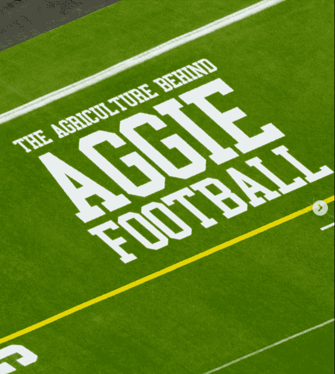 Did you know there is agriculture behind Aggie football?