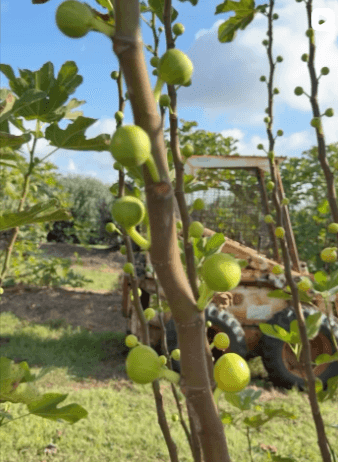 best time is to pick a fig