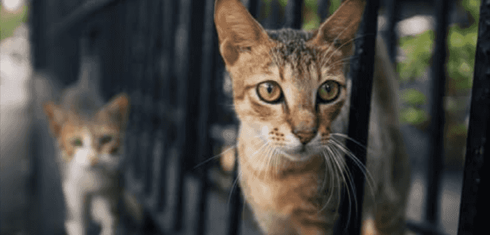 Protecting pets from screwworm