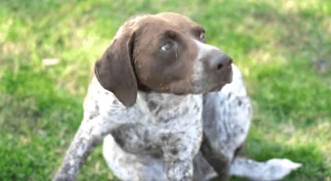 Is your dog scratching, licking, or chewing more than usual?