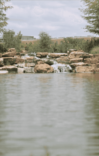 The ducks in Aggie Park had a good summer and so did we.