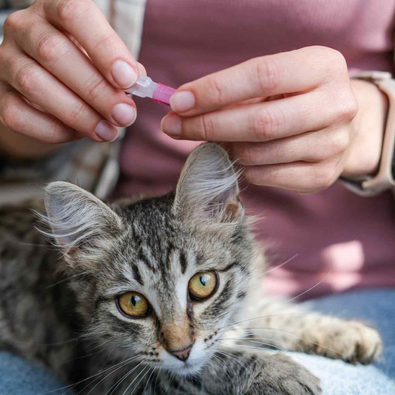 TAMU Vet Hospital Advice