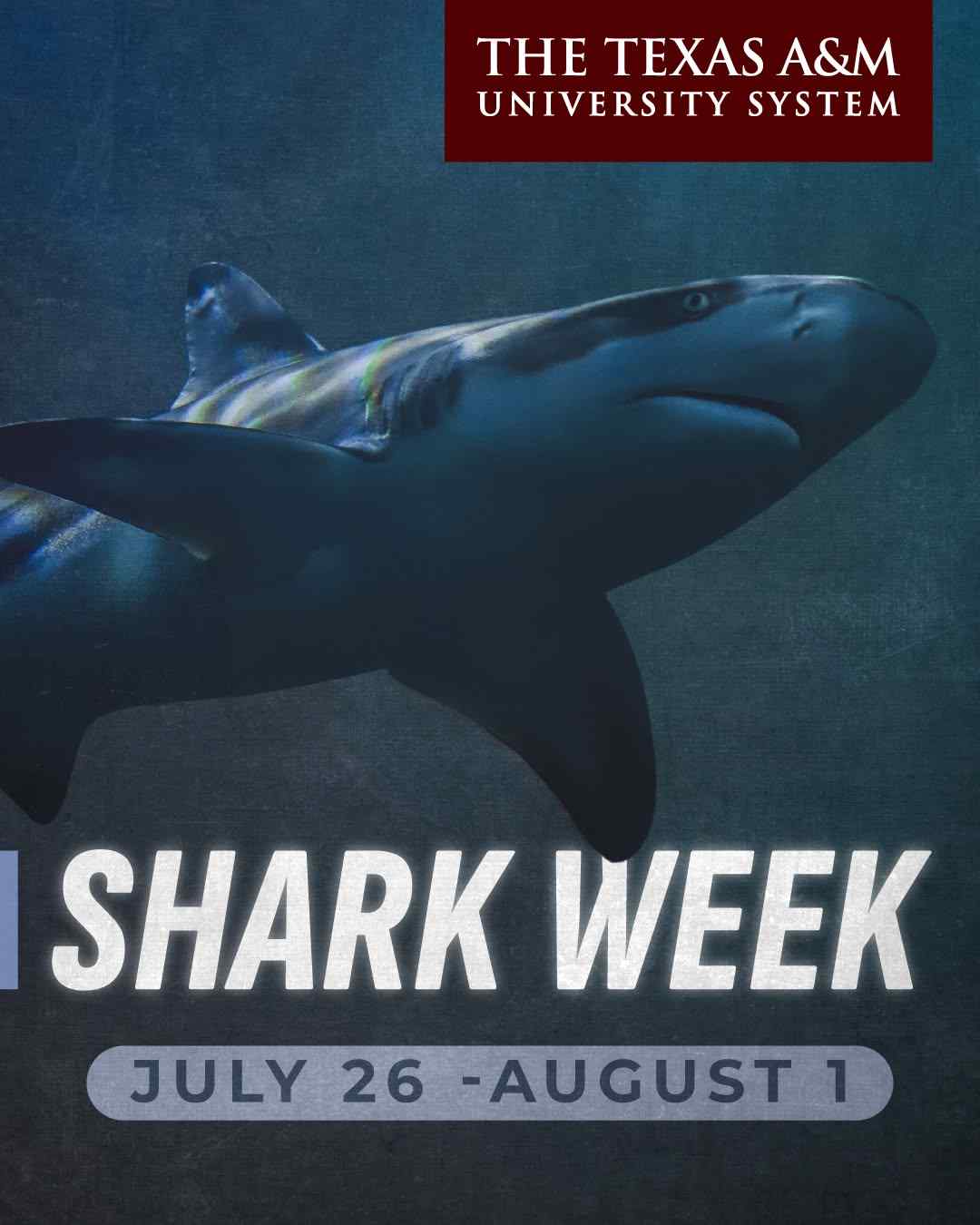 Shark Week isn't just on Discovery Channel!