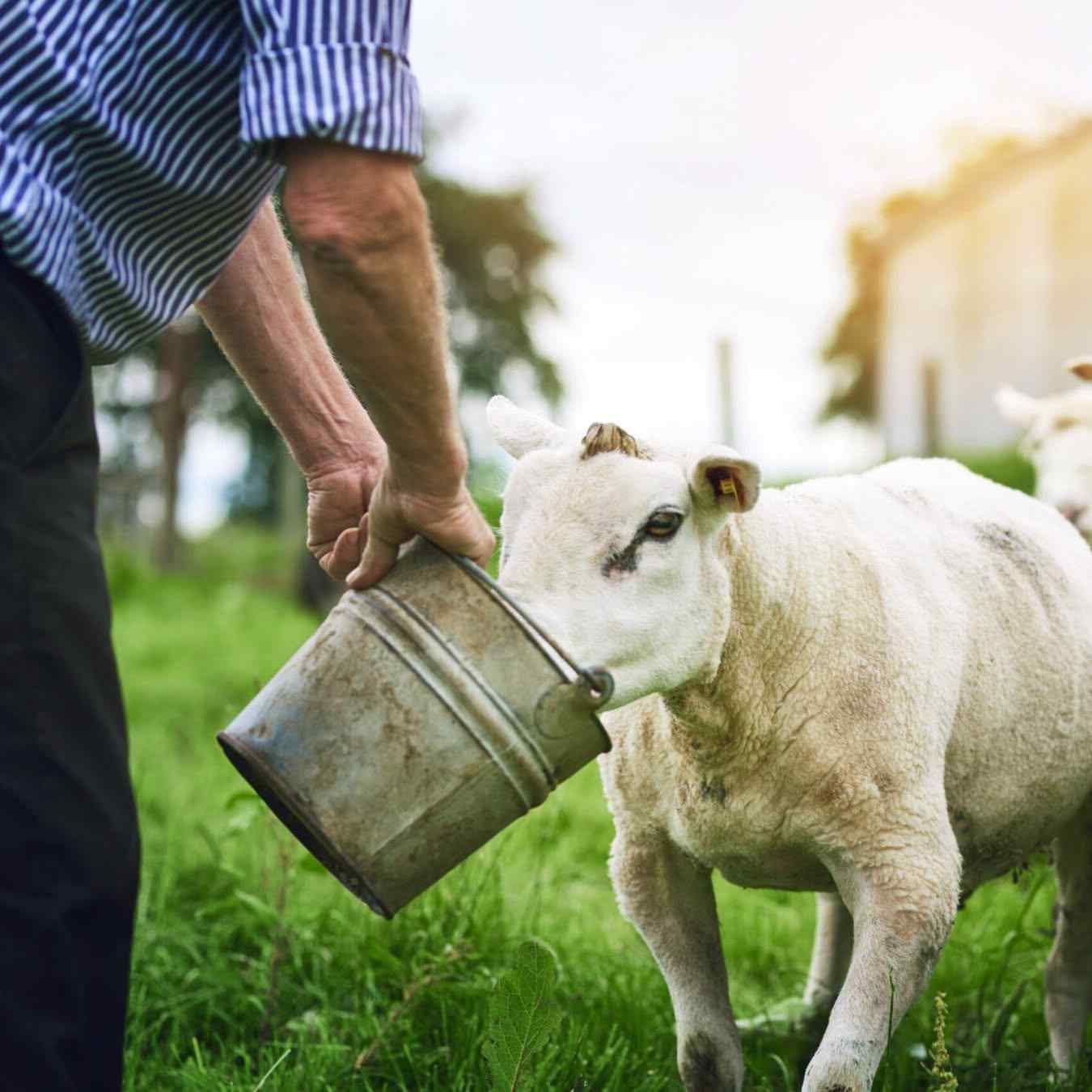 how veterinarians work with producers to build feeding plans