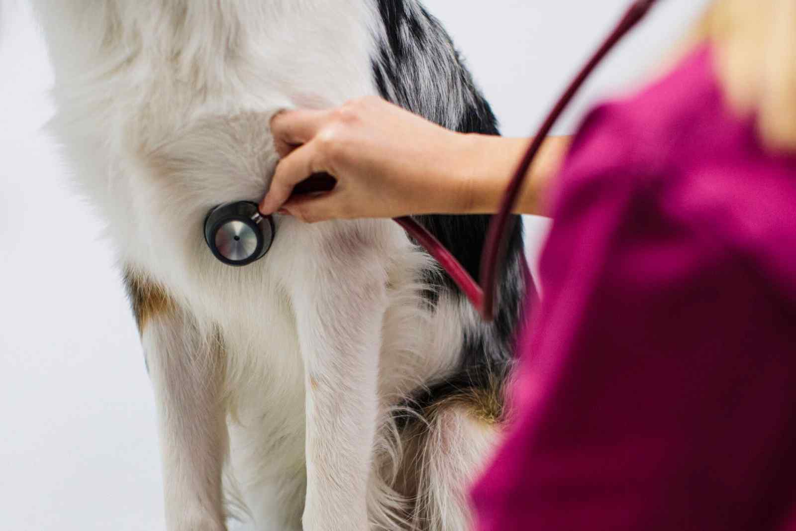 A pet&rsquo;s heart works hard every day