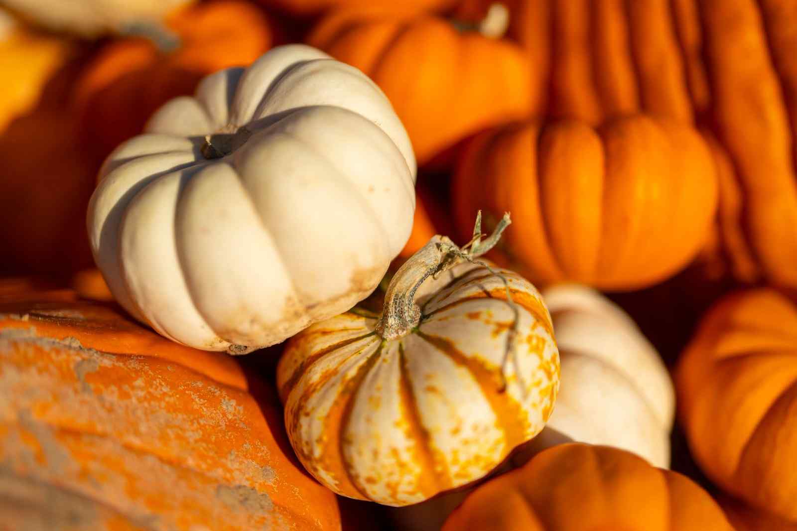 Pumpkin pie or pumpkin soup?