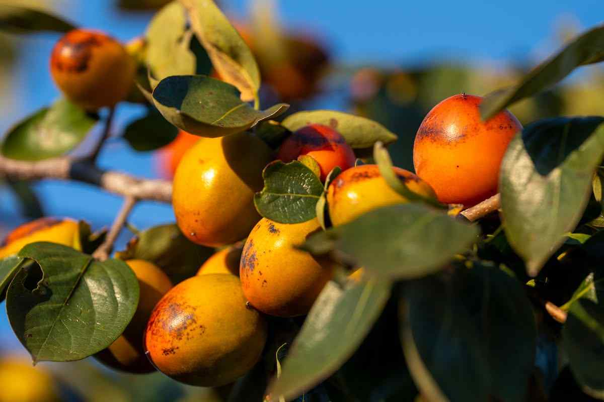 low-maintenance fruit tree that does it all