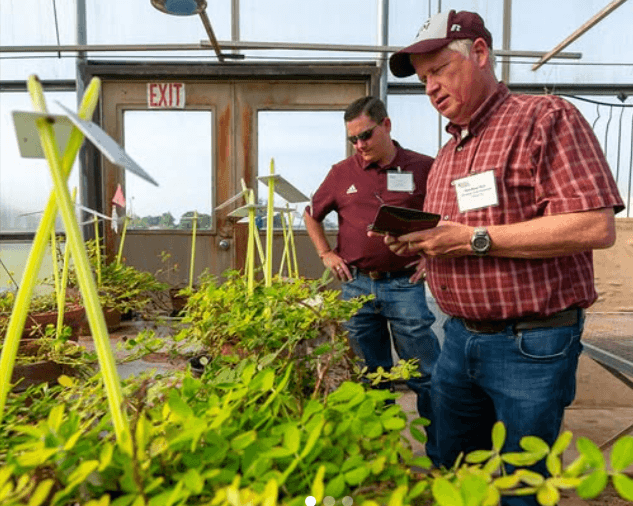 AgriLife Research peanut breeder