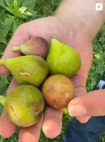 Looking to grow your own fruit? Give figs a try.