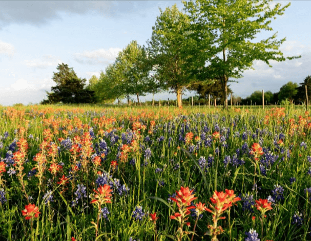 Paint your landscape with color for next spring.