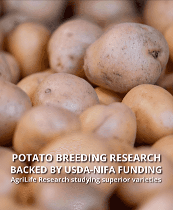 Breeding a better potato!