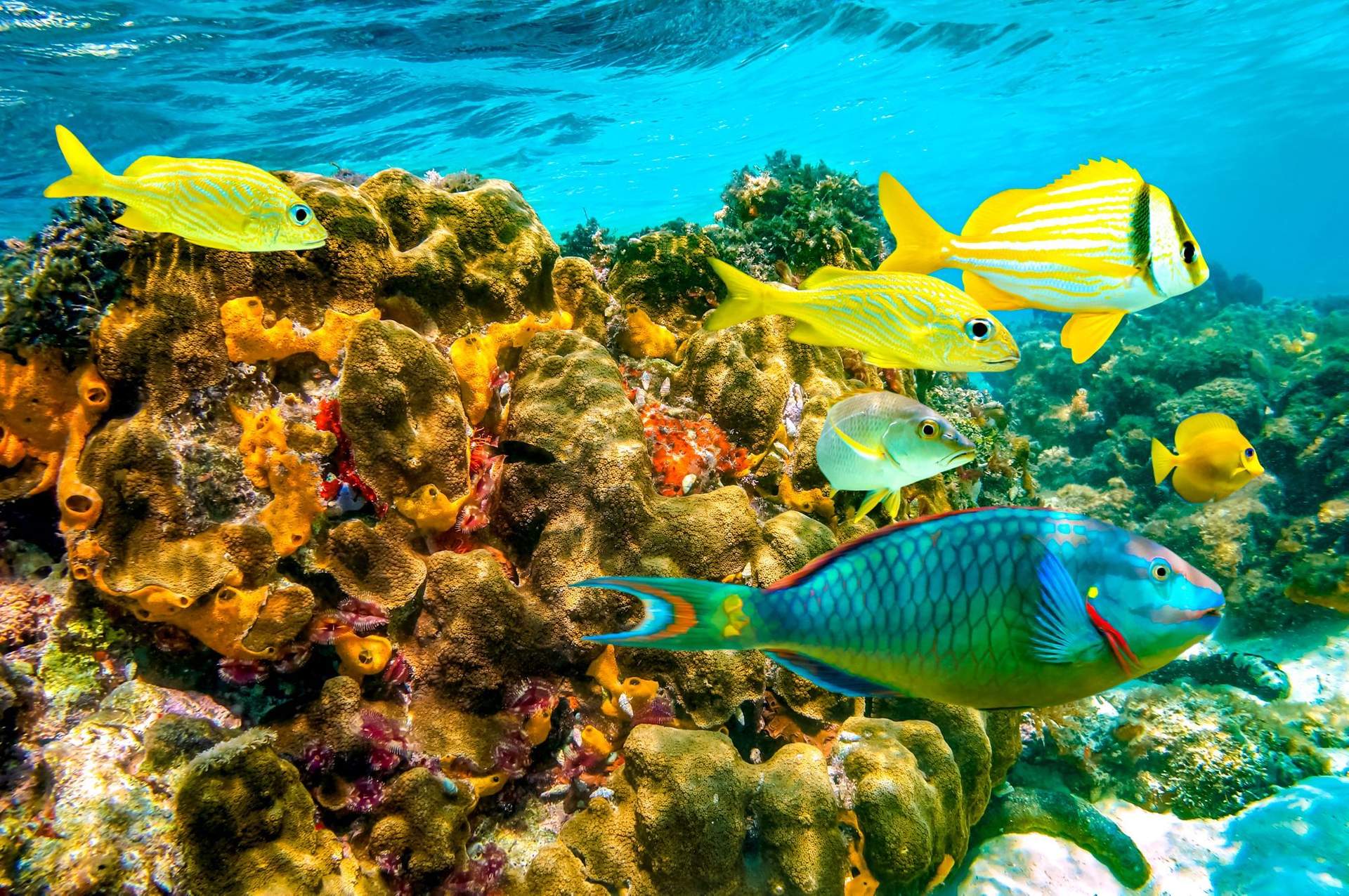 Morning Negril Snorkel Trip