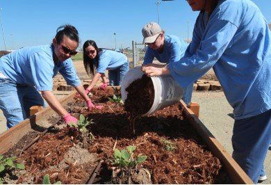 Women working on a raised bed at Insight Garden Program’s largest garden to date in the Central Valley.