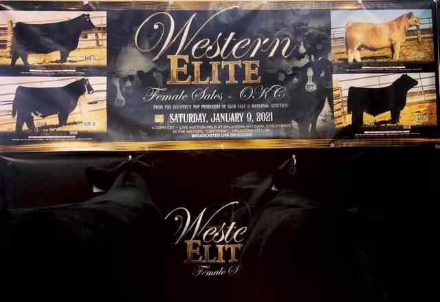 10ST_Coverall_Bull Display Examples.JPG 10ST_Coverall_Bull Display Examples.JPG