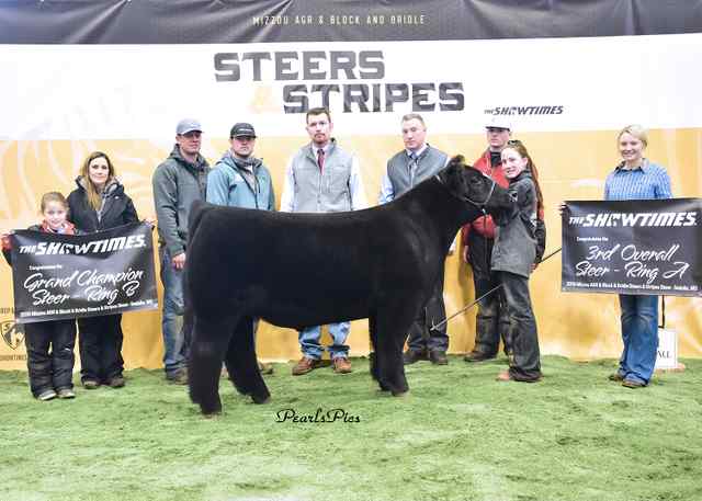 2019 MU Steers _ Stripes_Crossbred Steer_3rd Overall Ring A, Champion Overall Ring B, Missouri Reserve Overall Ring A _ Champion Overall Ring B_Exhibited by Payton Rogers_APP_4958.JPG 2019 MU Steers _ Stripes_Crossbred Steer_3rd Overall Ring A, Champion Overall Ring B, Missouri Reserve Overall Ring A _ Champion Overall Ring B_Exhibited by Payton Rogers_APP_4958.JPG