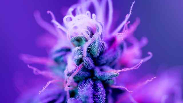 Endocanna-What? Your Body's Impossible-to-Pronounce Canna-Centric System