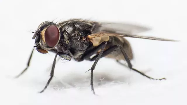 Ways to Keep Bugs Out