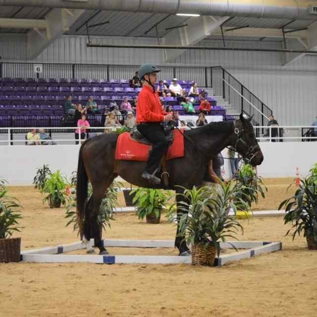 Ensillando en State Equestrian