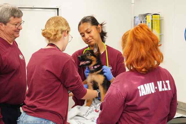 Texas A&M University-Kingsville counselors and veterinary technology students brought free mental health support