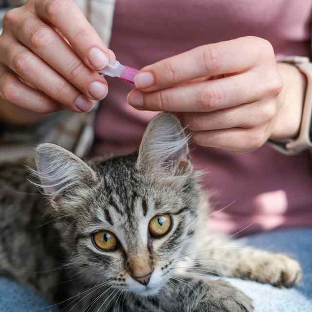 TAMU Vet Hospital Advice