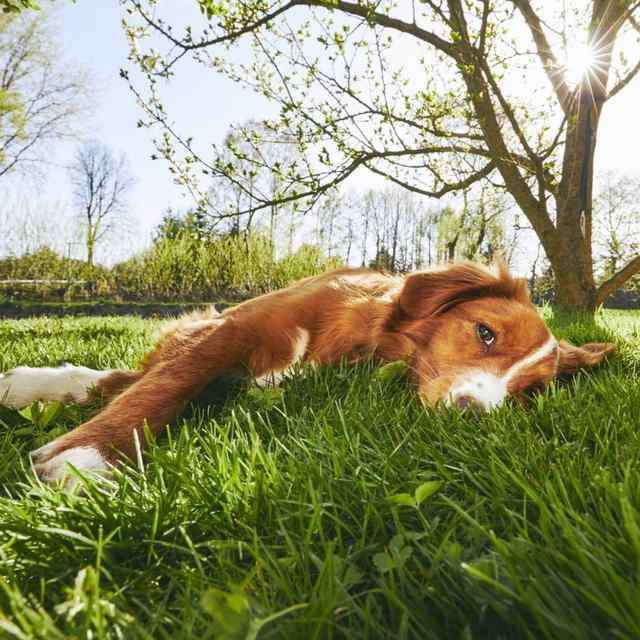 It’s important for owners to recognize the signs of heat stress.