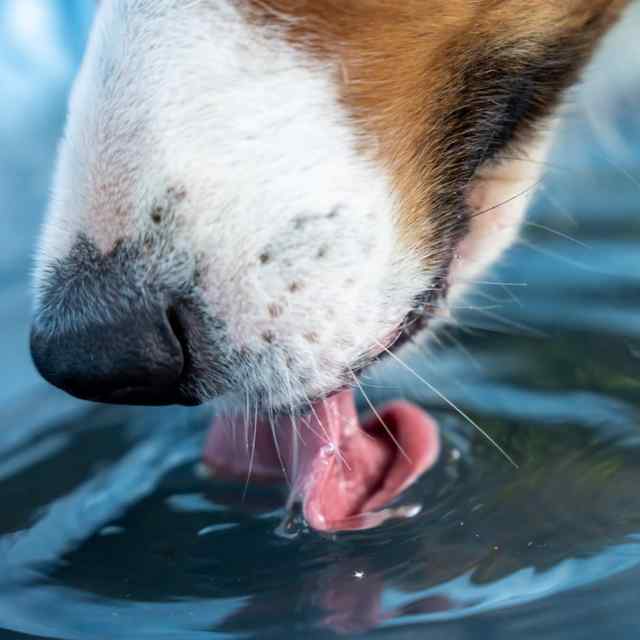 Dr. Sarah Manning provides insight on how to ensure pets maintain the proper level of hydration