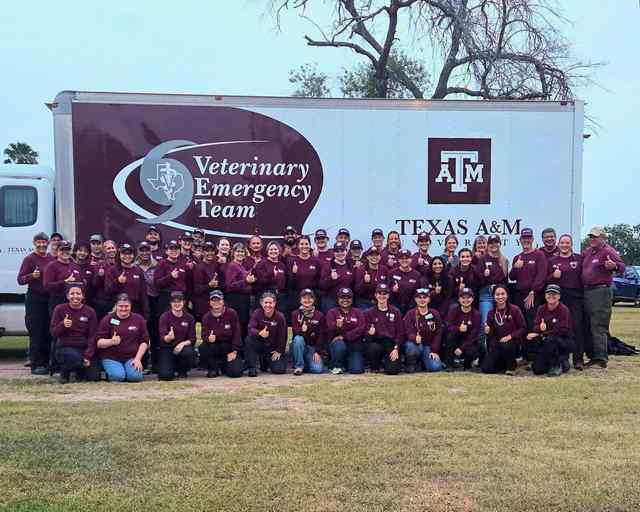 The Texas A&M Veterinary Emergency Team transitioned to Raymondville for Flooding Evacuation Help
