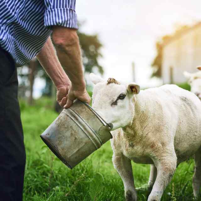how veterinarians work with producers to build feeding plans