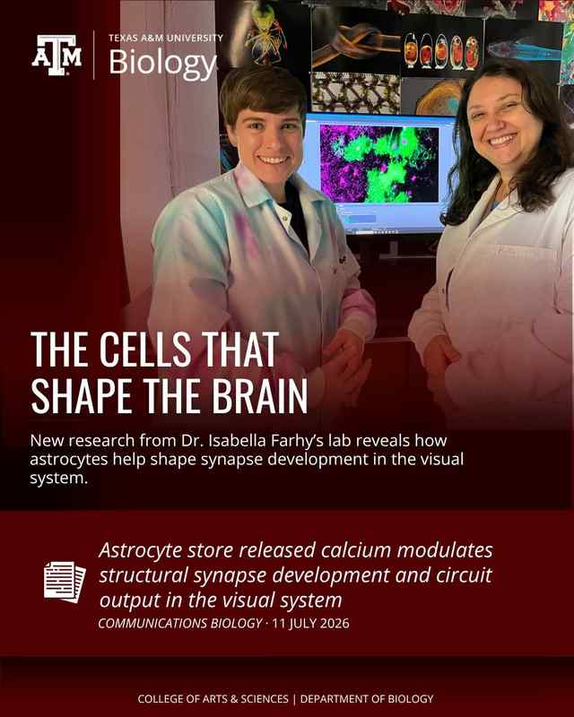 How do brain cells learn to build the right connections?