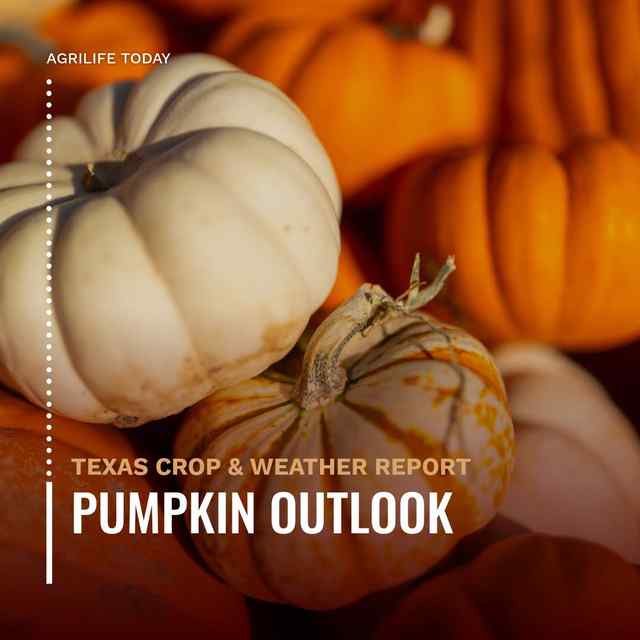 Texas pumpkin growers