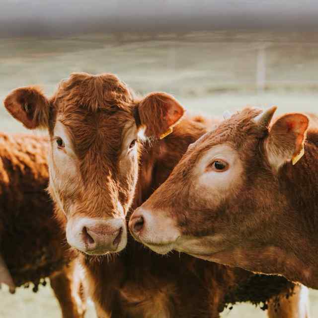 Healthy herds start with strong relationships!