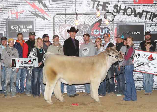 Grand Champion Steer