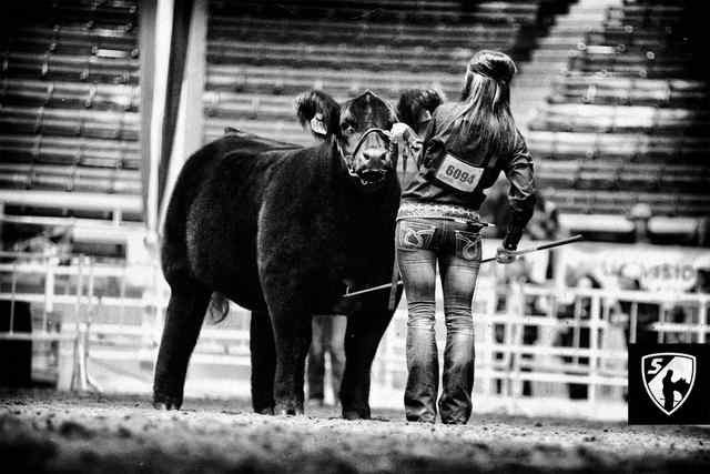 Girl and bull