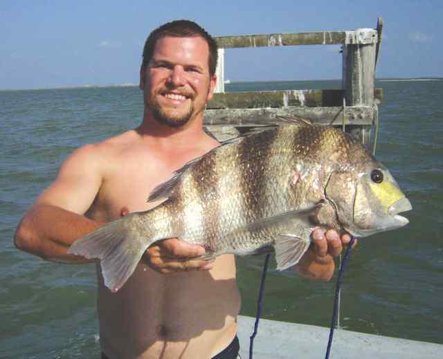 Robby Jan Seadrift
  26&quot; sheepshead