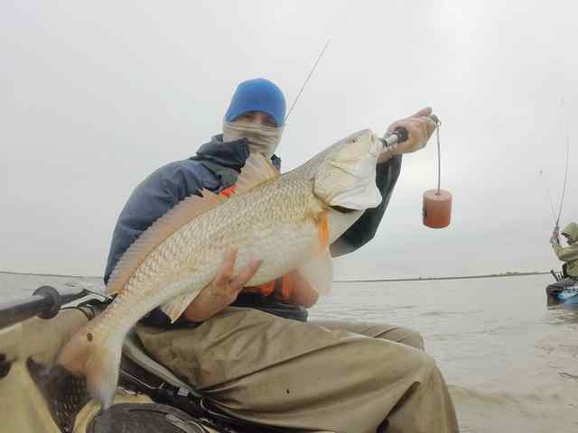 Johnathan Meadows Galveston14 lb redfish CPRCaught on a H&amp;H Queen Coacahoe Minnow from my kayak on a cold and rainy morning.