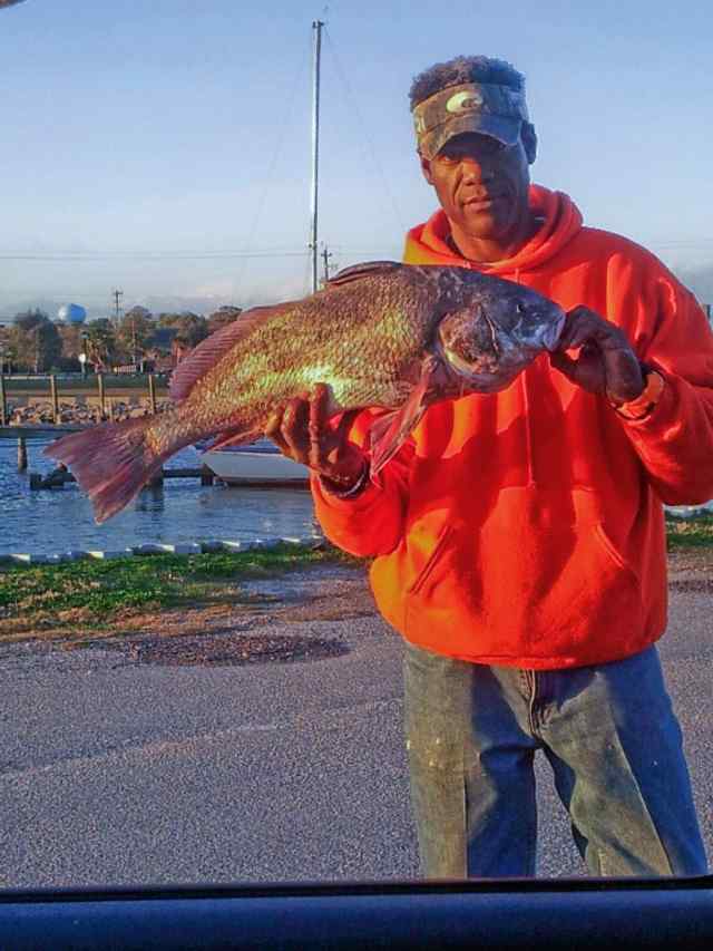 Chris Thomas Kemah Channel24&quot; black drum, caught on live shrimp