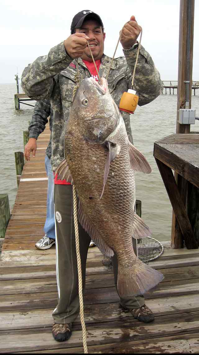 John Sanchez Rockport52&quot; drum