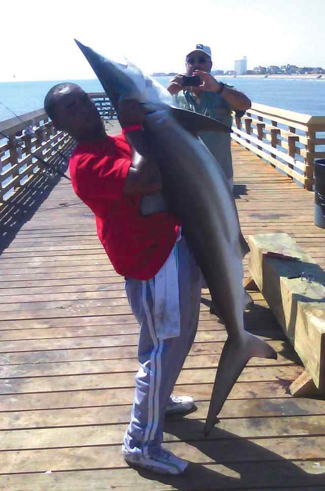 Stefon Stevens Galveston6' 2&quot; blacktip shark