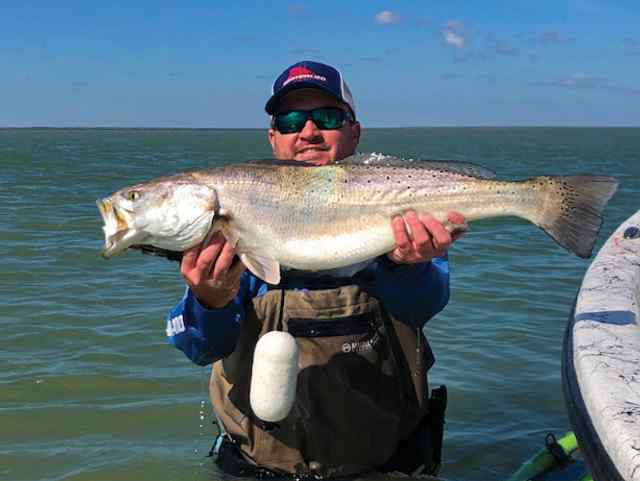 Chad Pavlu Middle Coast - 31.25" 11 lb trout, caught on a broken back corky