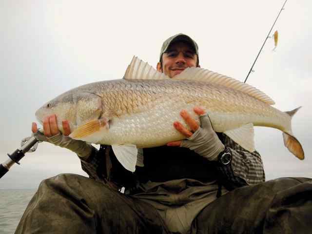Daniel Guillette Upper Laguna Madre39&quot; redfish CPR, caught - while kayaking - on vudu shrimp under a cajun thunder cork on my medium light action trout rod; sure put up a good fight!