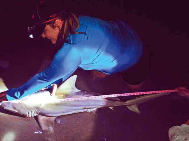 Jennifer Merchant Port Aransas5' 5&quot; blacktip shark