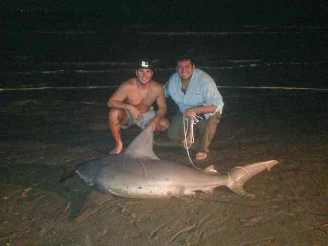 Matt White & Kyle Gillam Crystal Beach, Texas Shark Rodeo7' sandbar shark, tagged and released*had been previously tagged by NOAA; we placed another tag and released