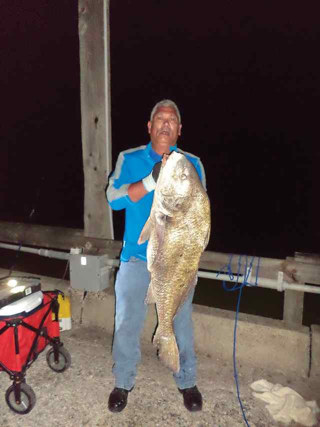 John Metz Copano Pier - 50" black drum, personal best fish! Caught on whole fresh dead blue crab, near the outer edge of the pier lights on an 8 ft rod and 50 lb braded line.