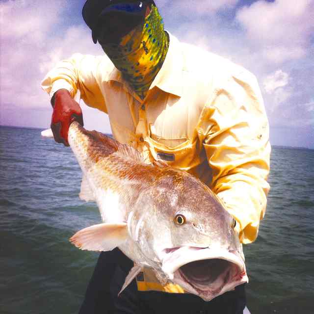 Eli Lopez Port O'Connor43&quot; 19.5 lb bull red