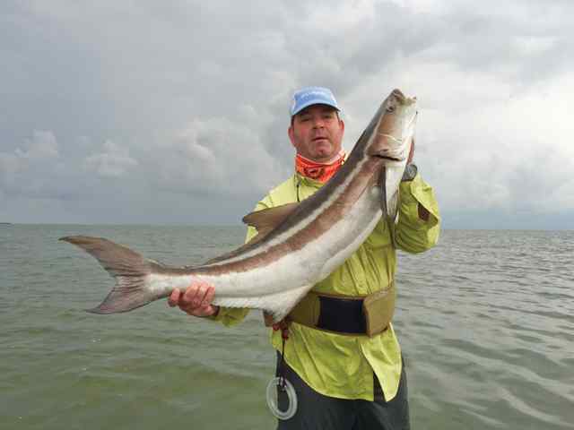 Jesse Sabia San Antonio Baybr /47" 35 lb cobia, caught in knee-deep waterbr /