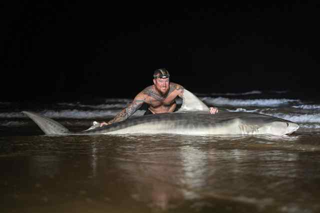 Blake Rathjen National Seashore - 11 ft tiger shark