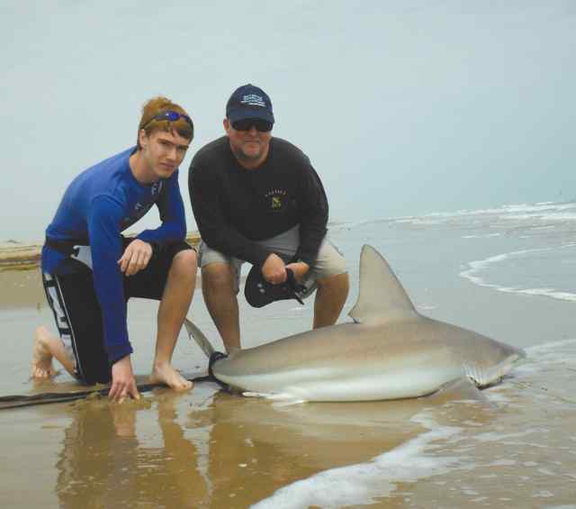 Colson & James Ginger SPIsandbar shark
