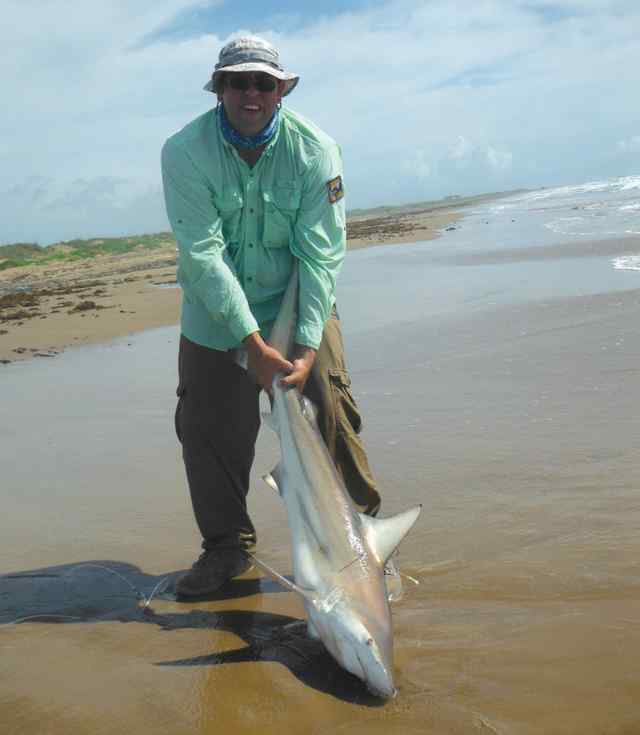 David Woods SPIsandbar shark